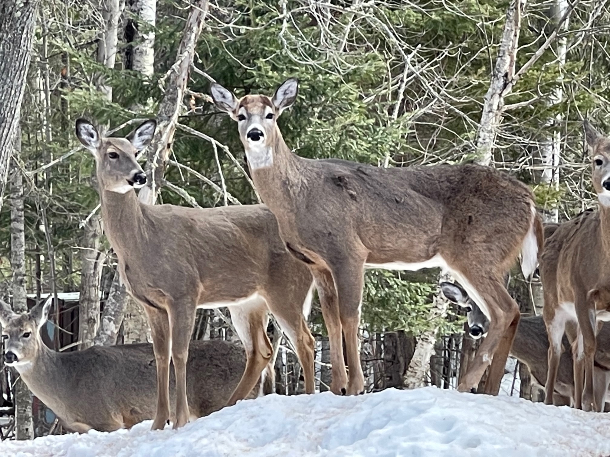 Deer Feeding