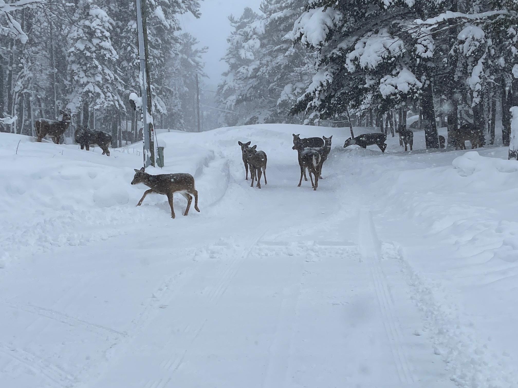 Deer Feeding